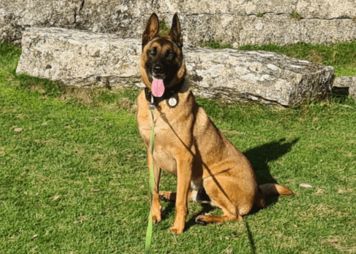 Retired police dog Max poses