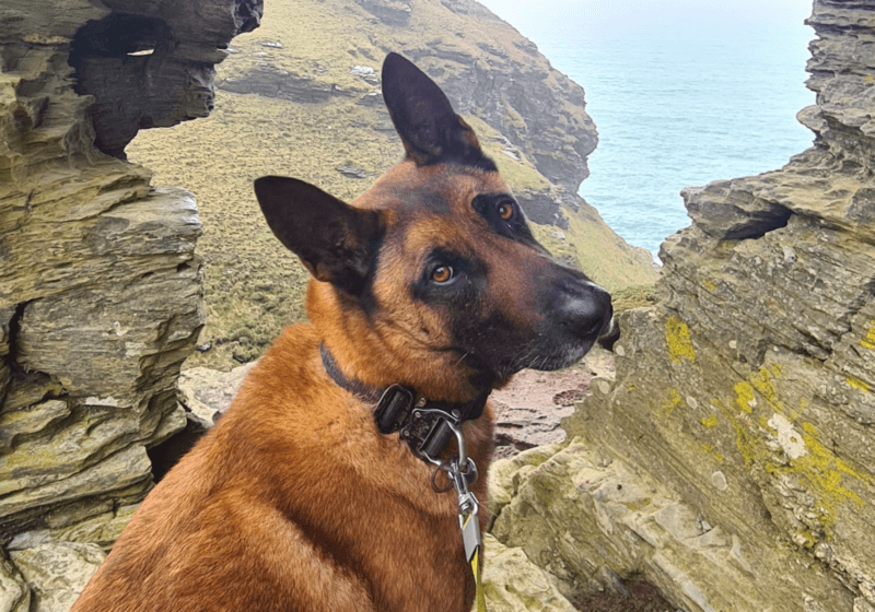 Max recovering at home after emergency surgery