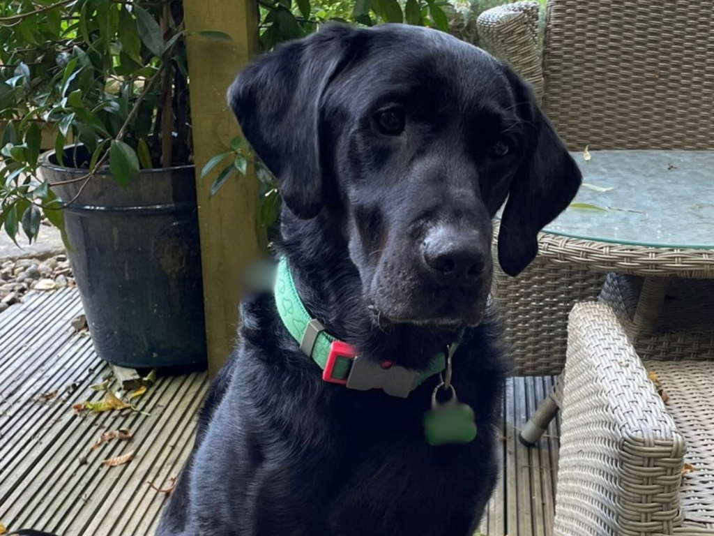 Retired police dog Max