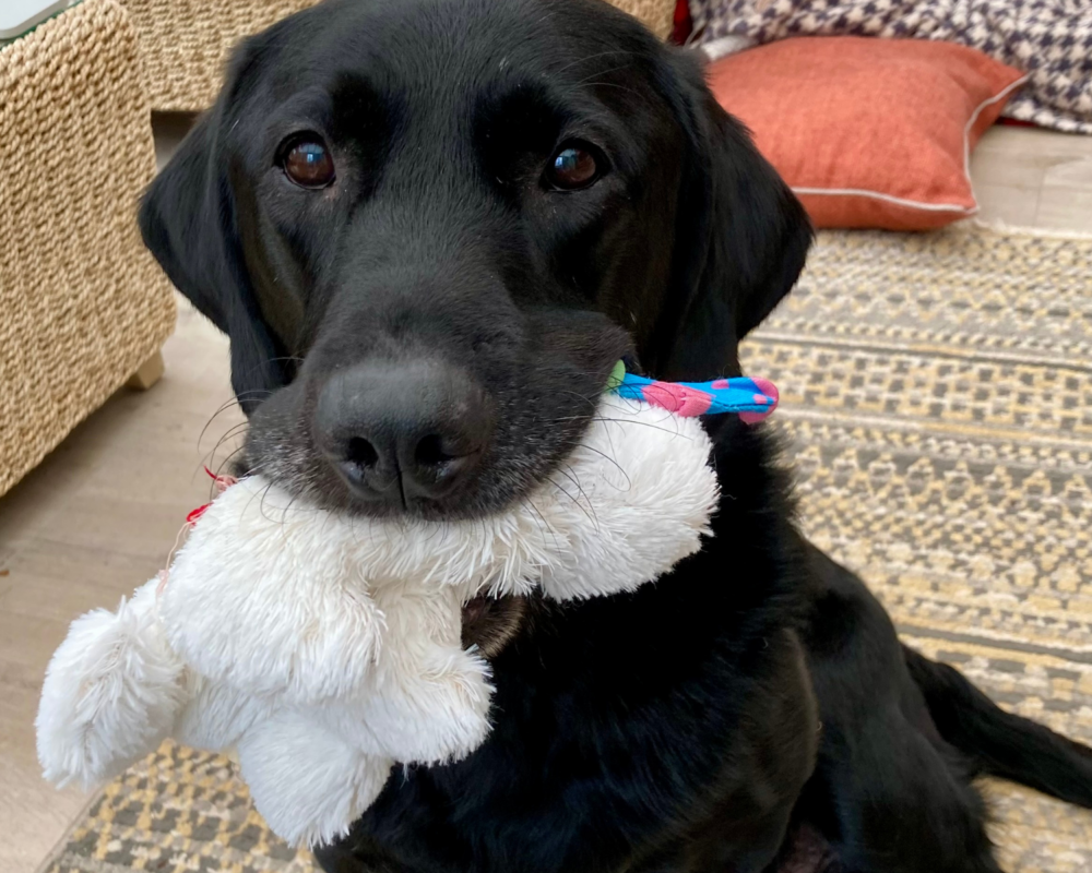 Retired police dog Max with his toy