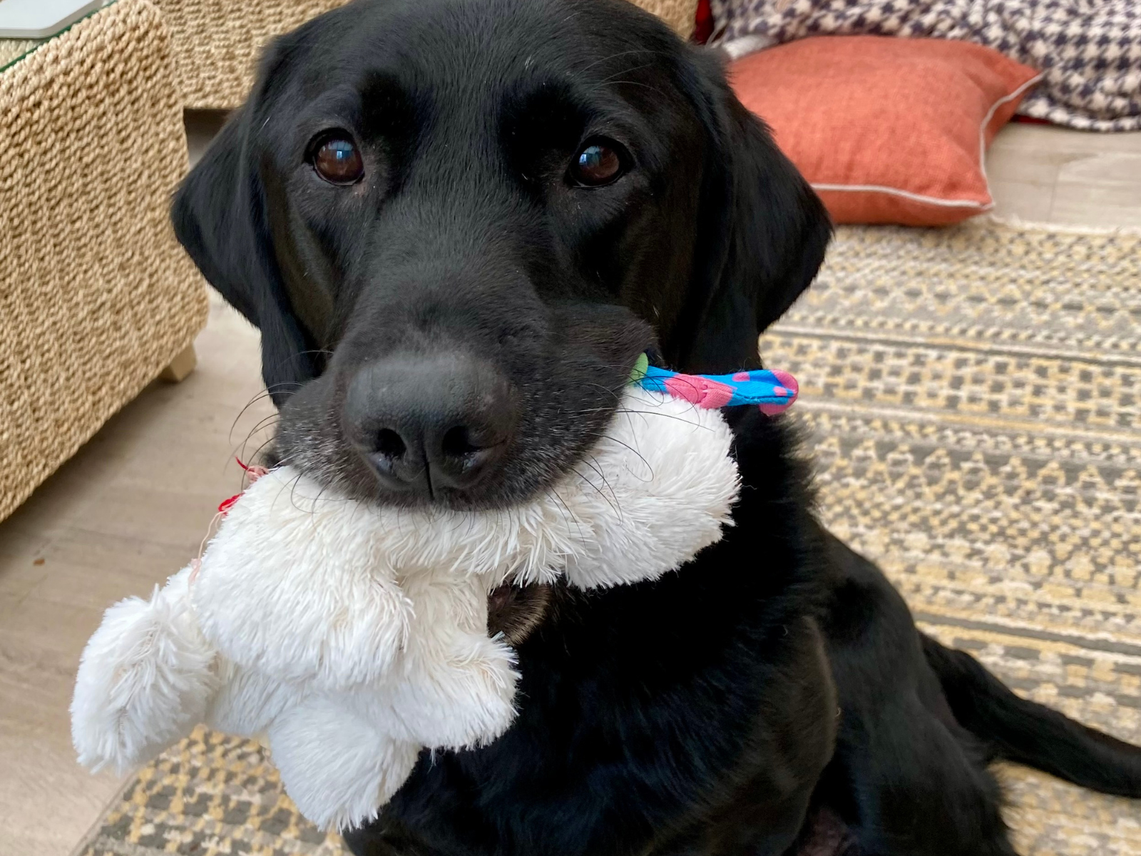 Retired police dog Max with his toy