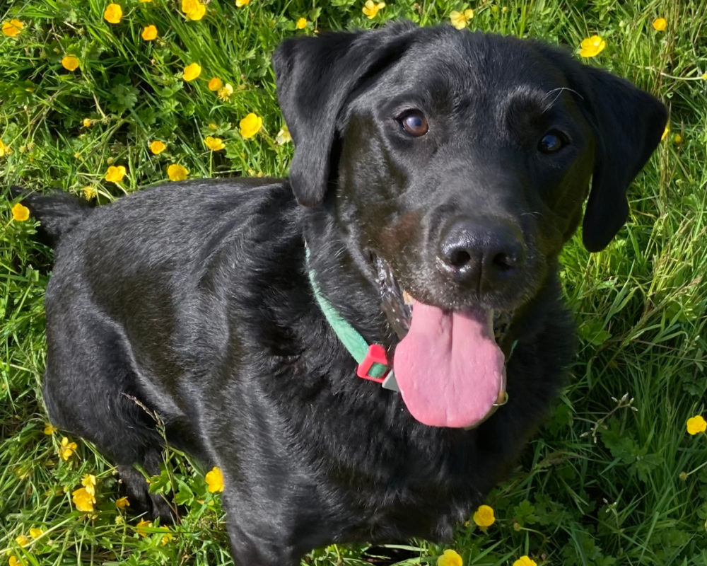 Retired police dog Max in the sun