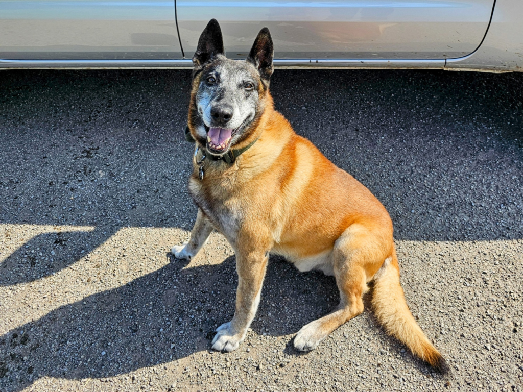 Retired police dog Merlin