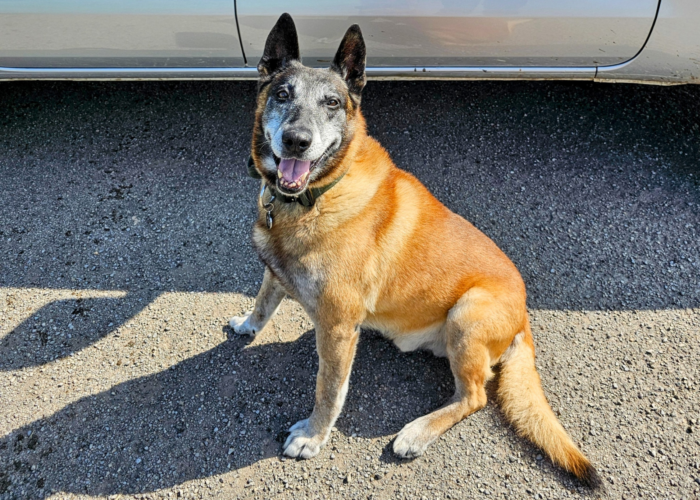 Retired police dog Merlin