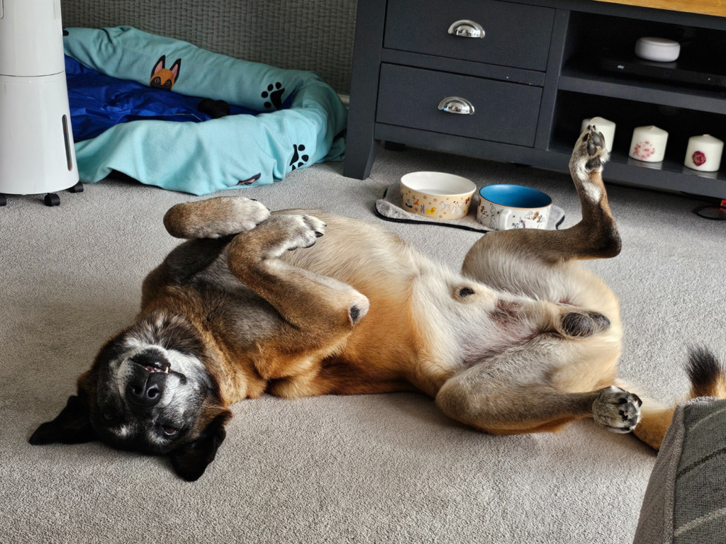 Playful retired police dog Merlin