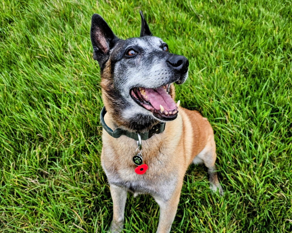 Retired police dog Merlin wearing his Remembrance Poppy