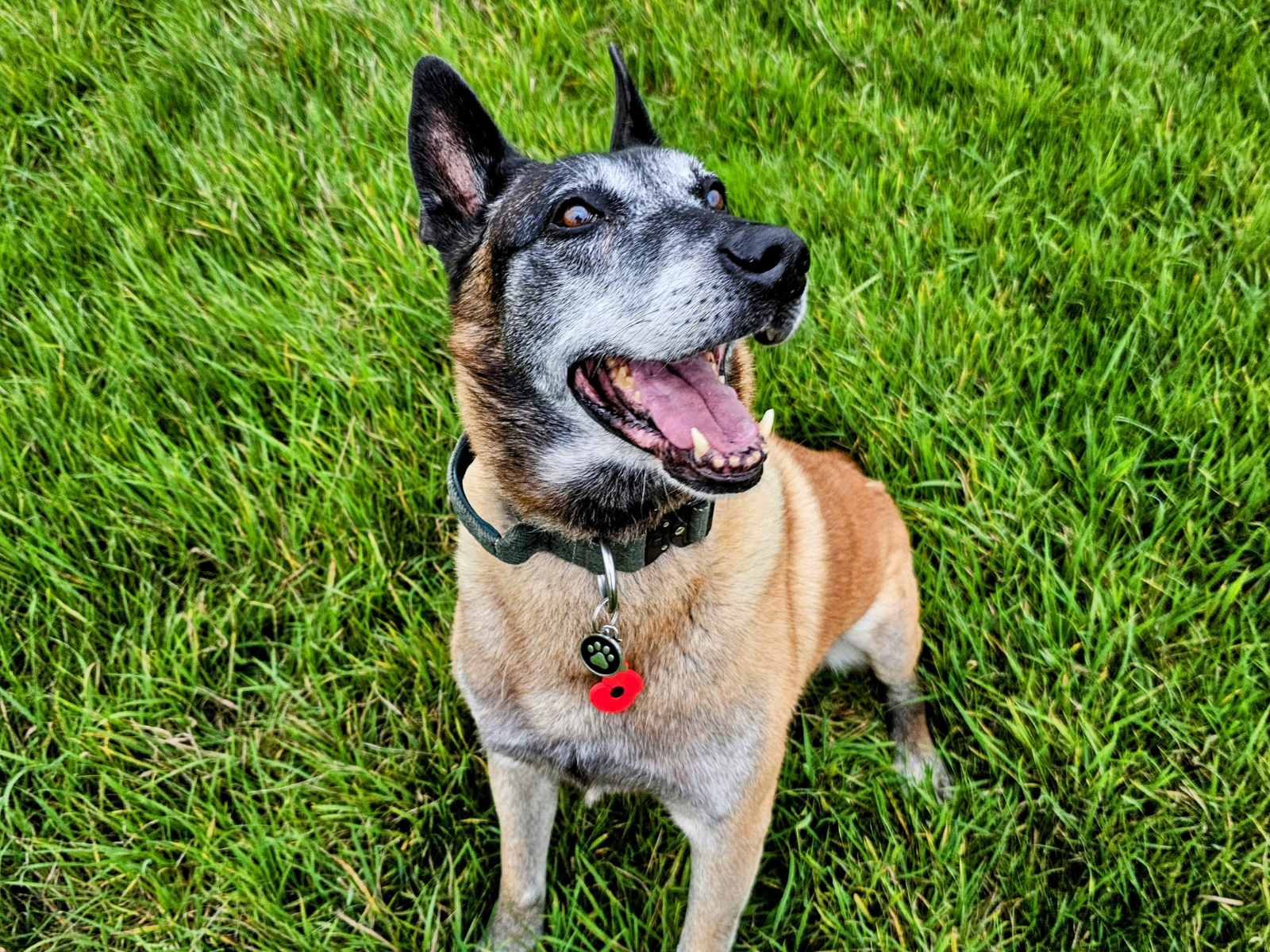 Retired police dog Merlin wearing his Remembrance Poppy