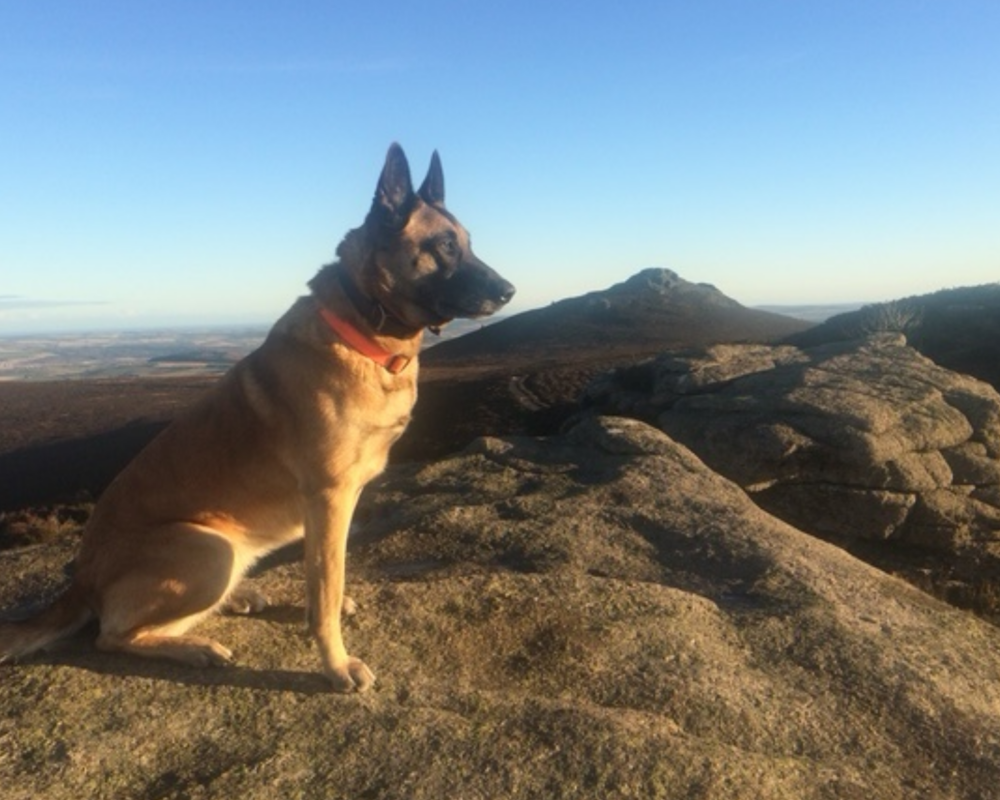 Retired police dog Minerva our exploring Scotland