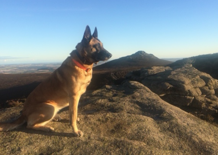 Retired police dog Minerva our exploring Scotland