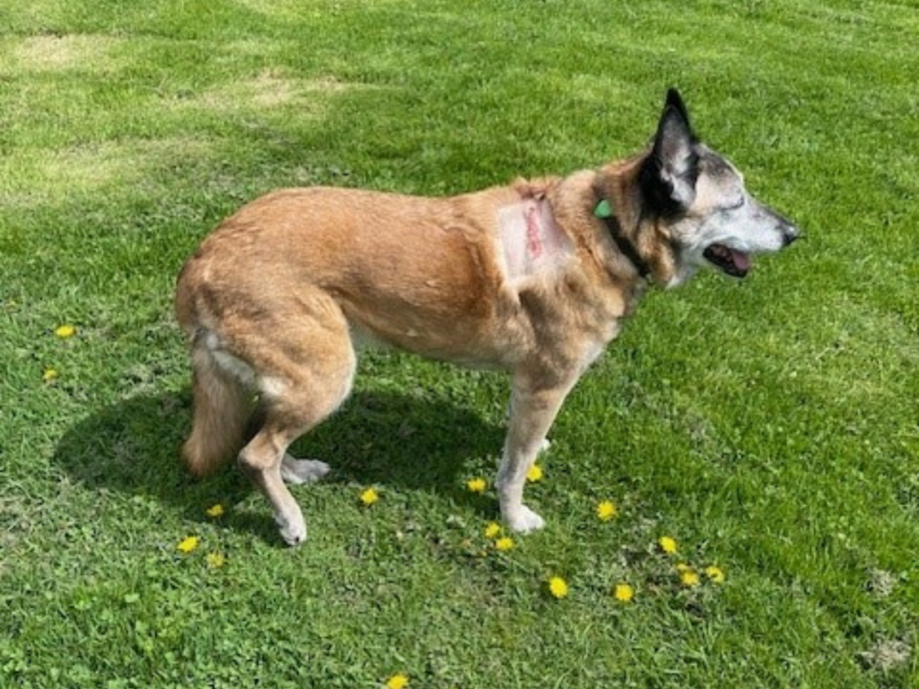 Retired police dog Minerva recovering from surgery