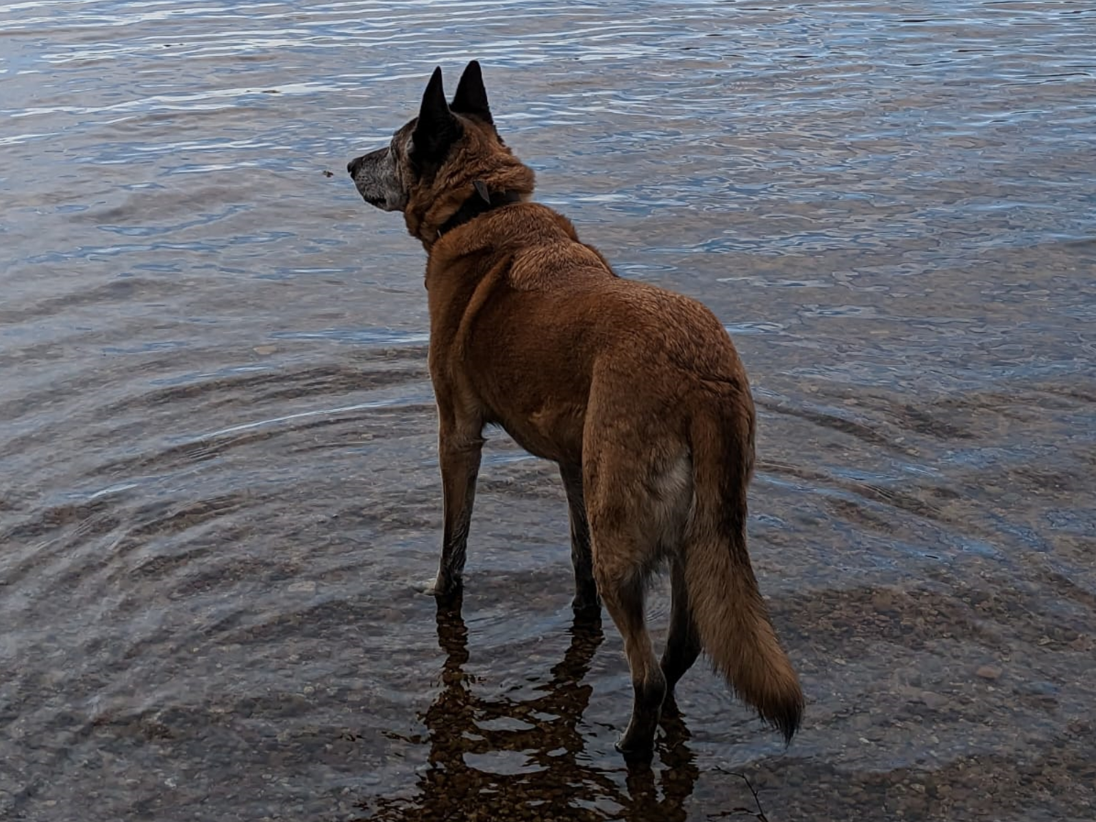 Retired police dog Minerva at the beach