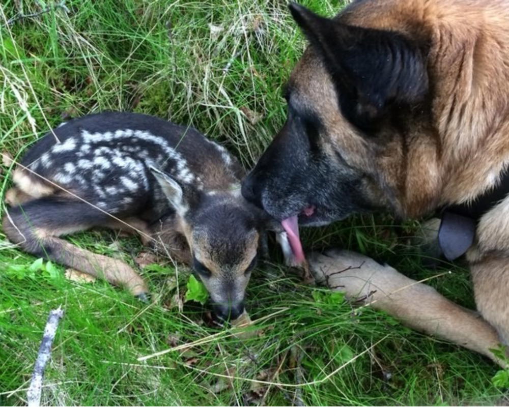 Retired police dog Minerva finds a fawn