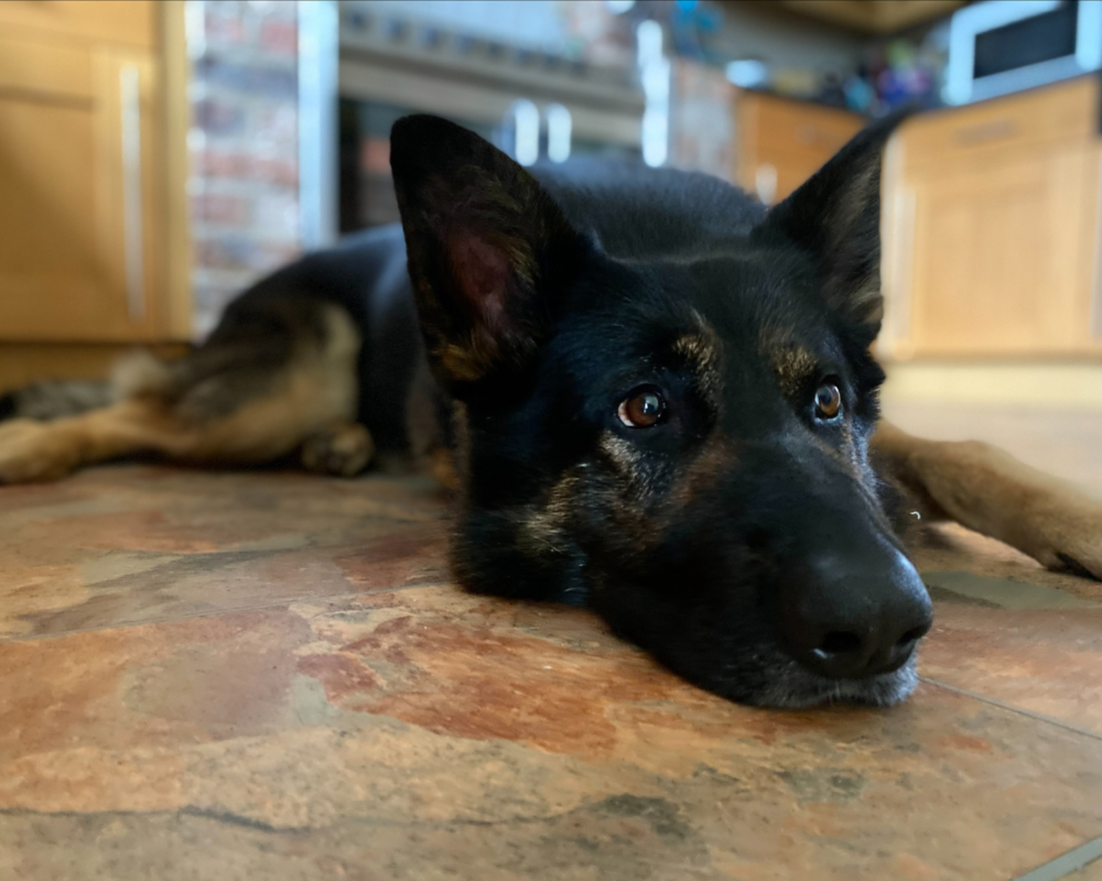 Retired police dog Neo