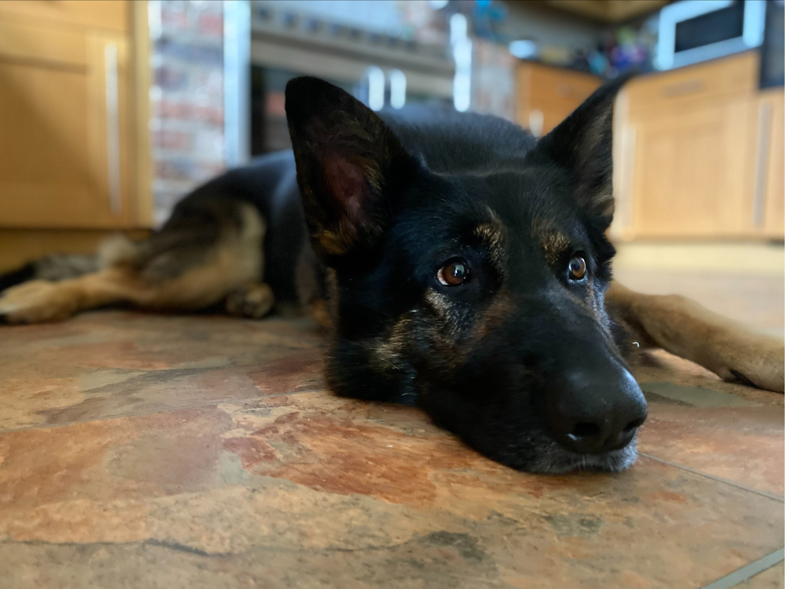 Retired police dog Neo