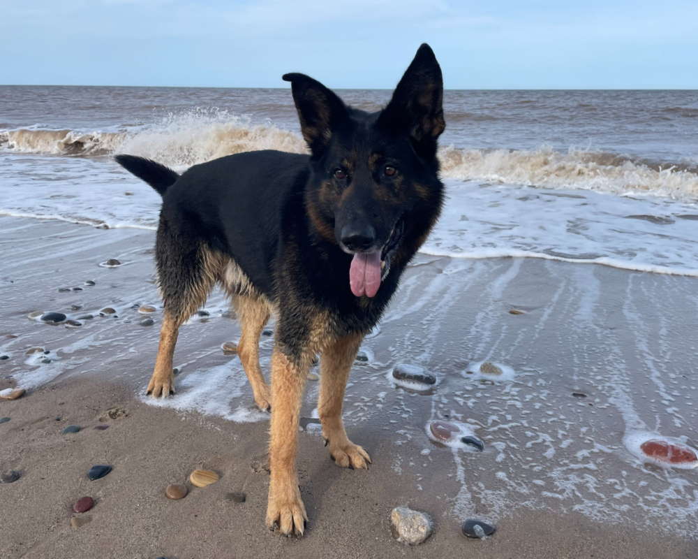 Retired police dog Neo at the beach