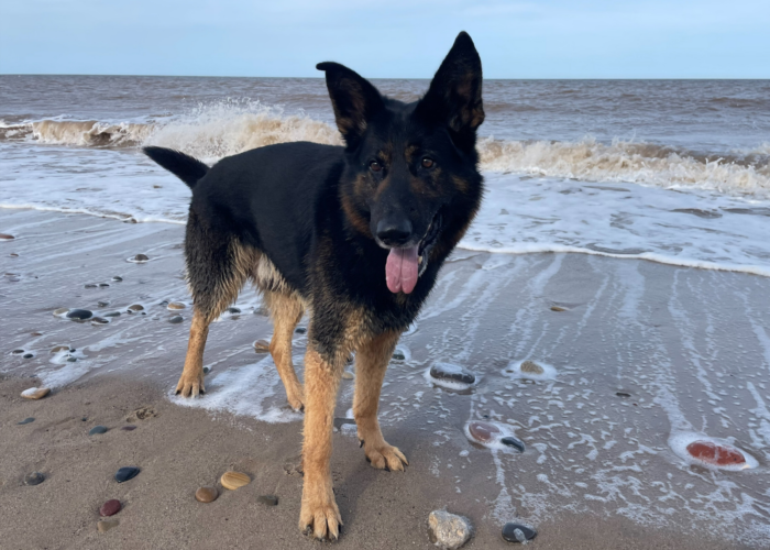 Retired police dog Neo at the beach