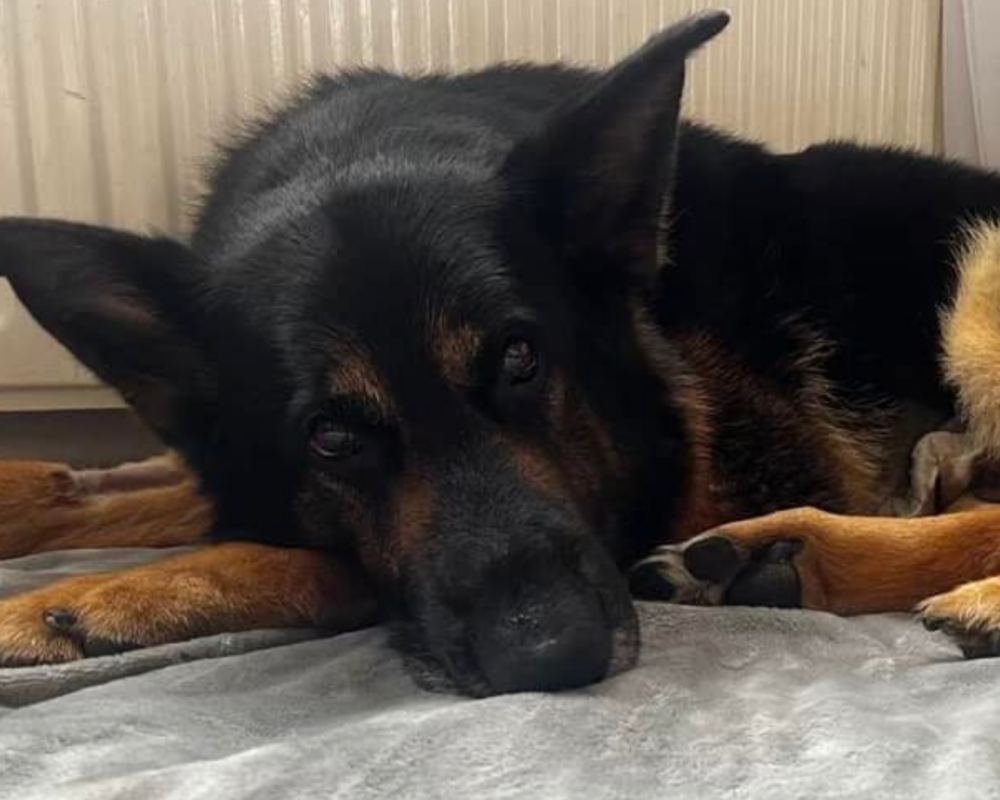 Retired police dog Neo