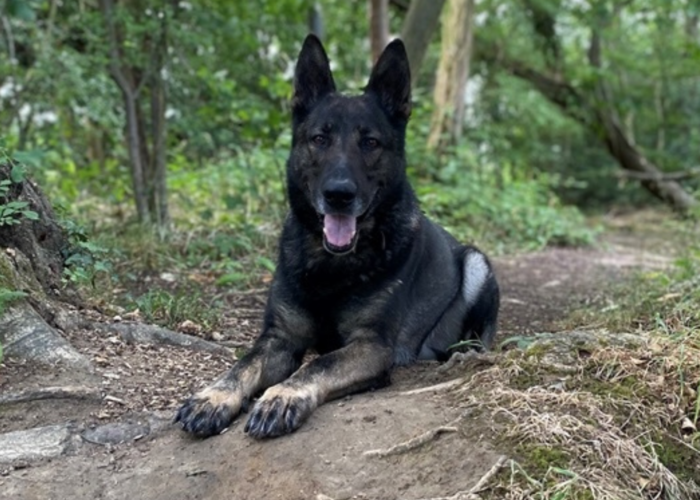 Retired police dog Orson