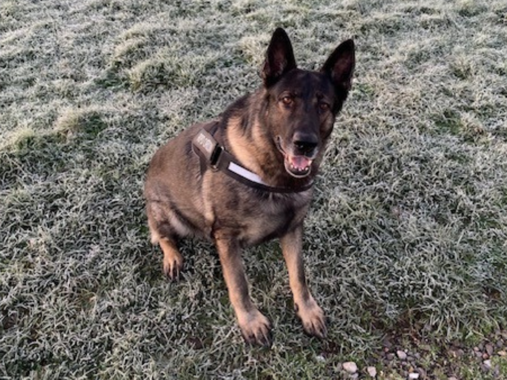 Retired police dog Orson