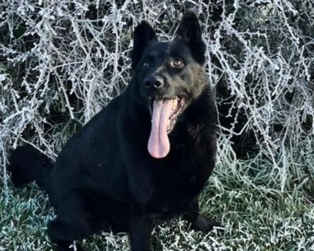 Retired police dog Pedro in winter