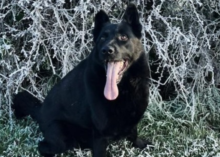 Retired police dog Pedro in winter