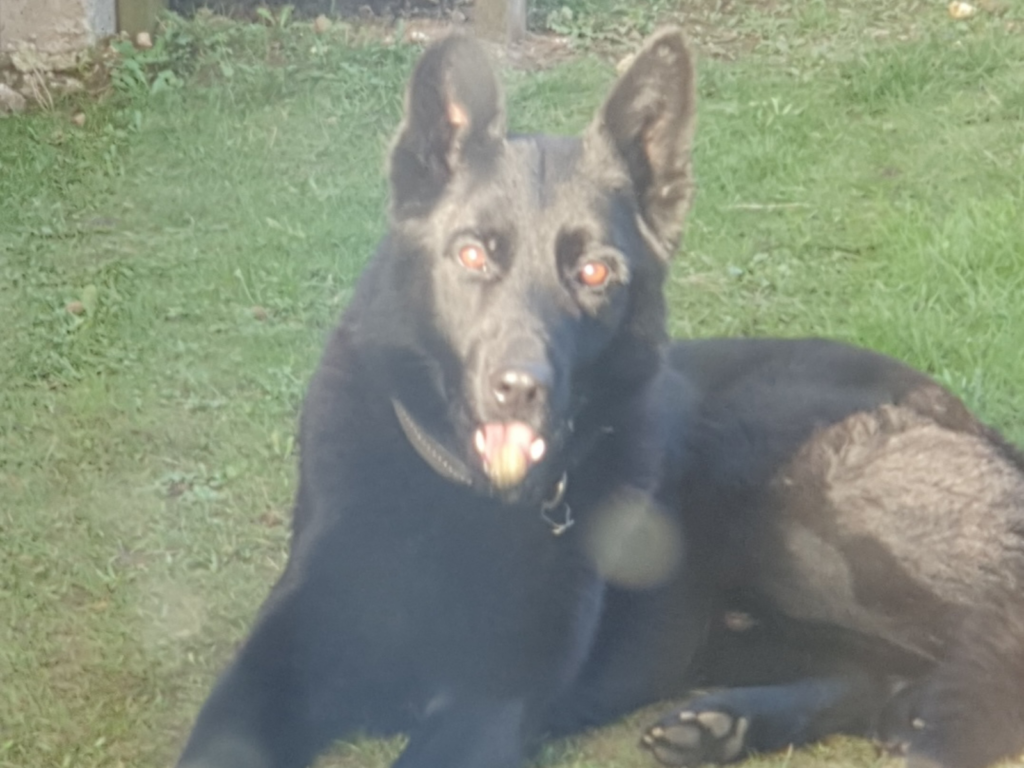 Retired police dog Pedro in the garden