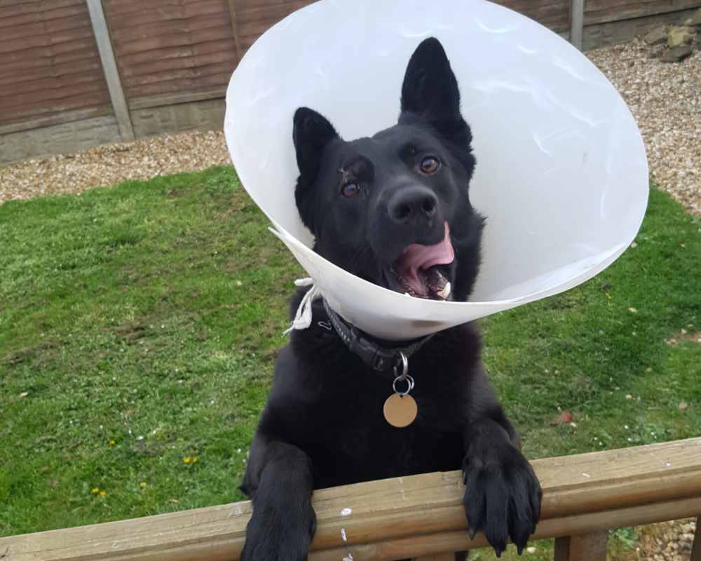 Retired police dog Pedro after surgery