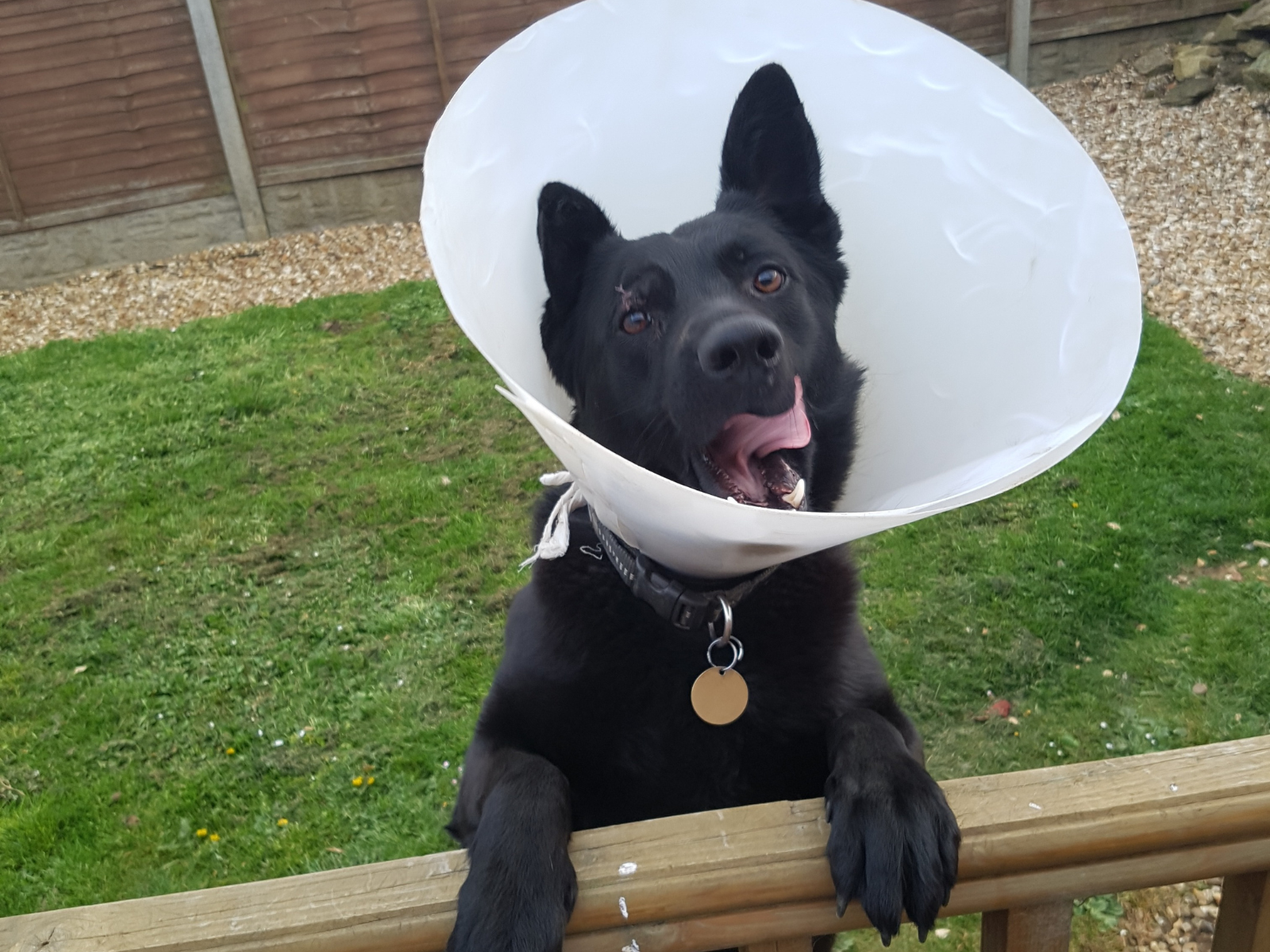 Retired police dog Pedro after surgery