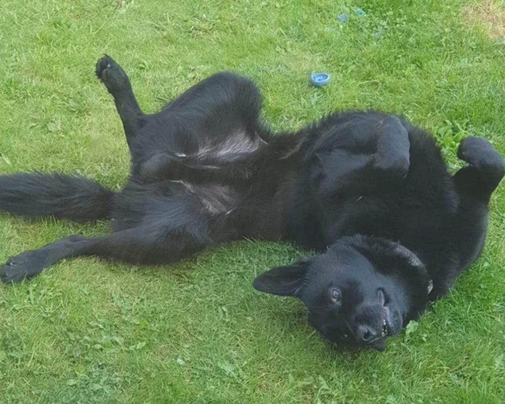 Retired police dog Pedro plays
