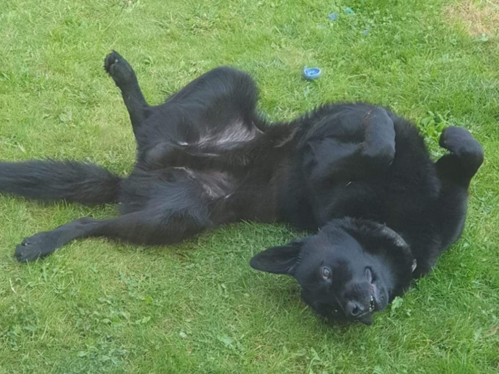 Retired police dog Pedro plays