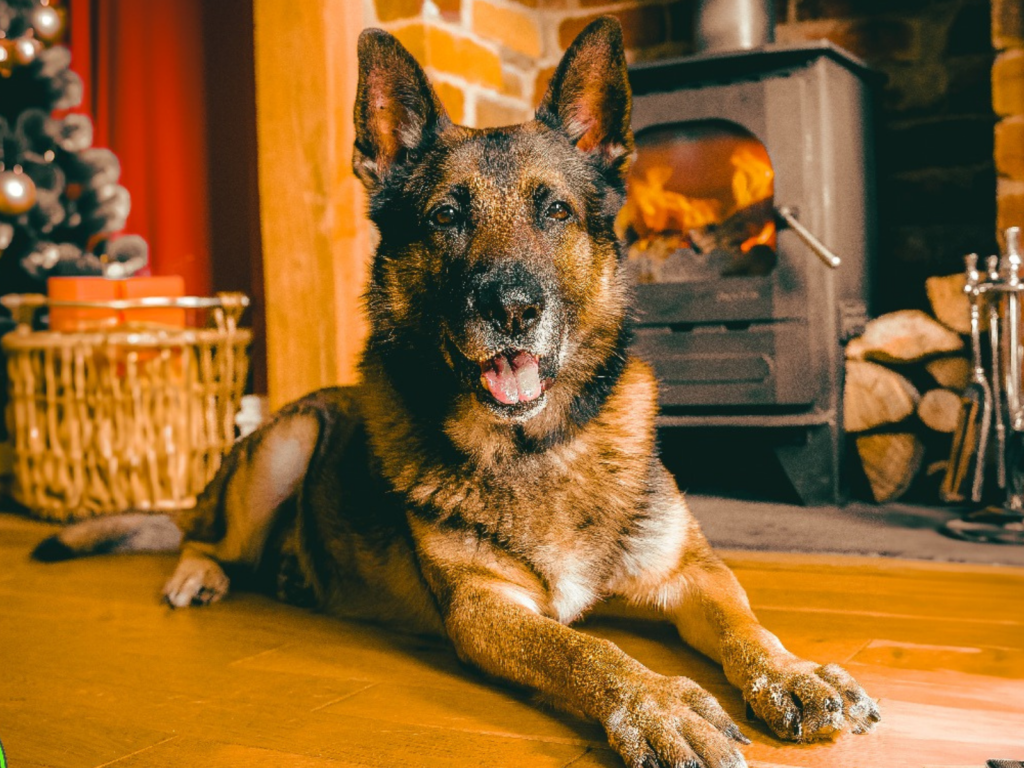 Retired police dog Quantum in front of the fire