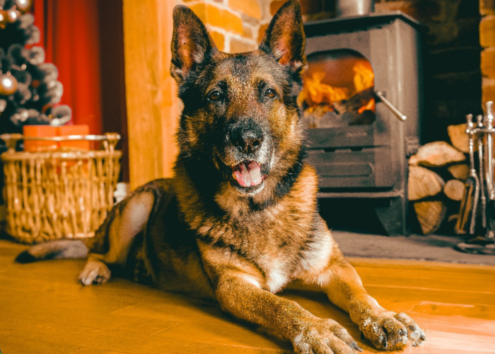 Retired police dog Quantum in front of the fire