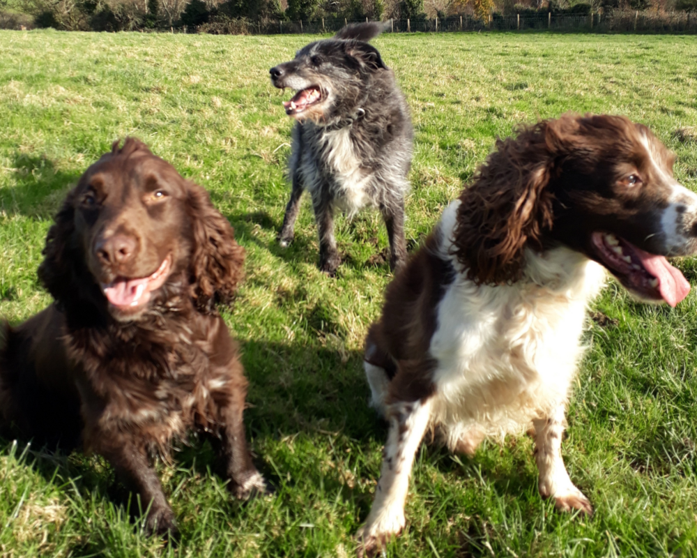 Retired police dog Danny with his doggy friends