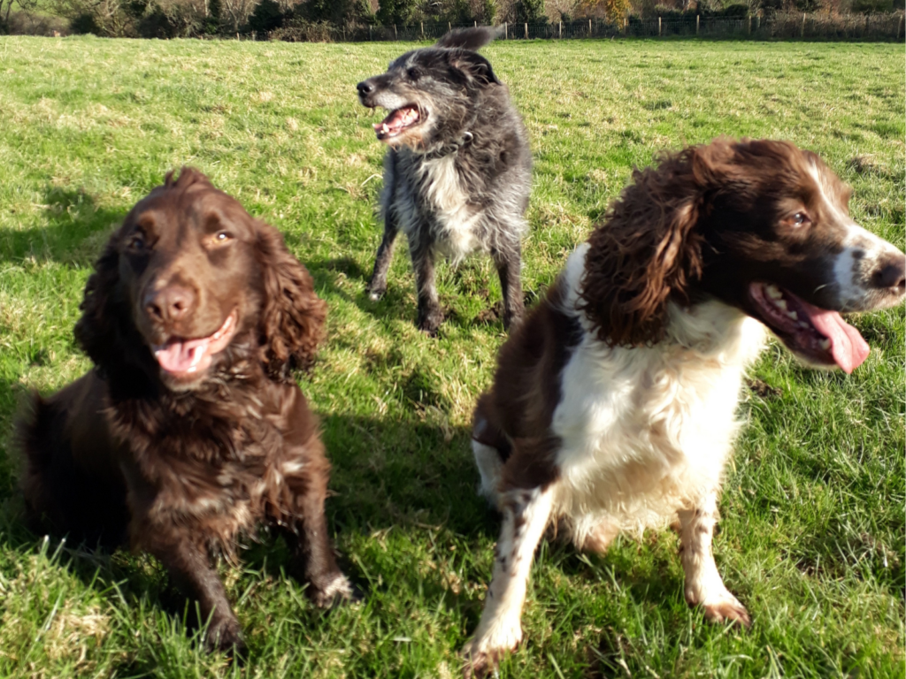 Retired police dog Danny with his doggy friends