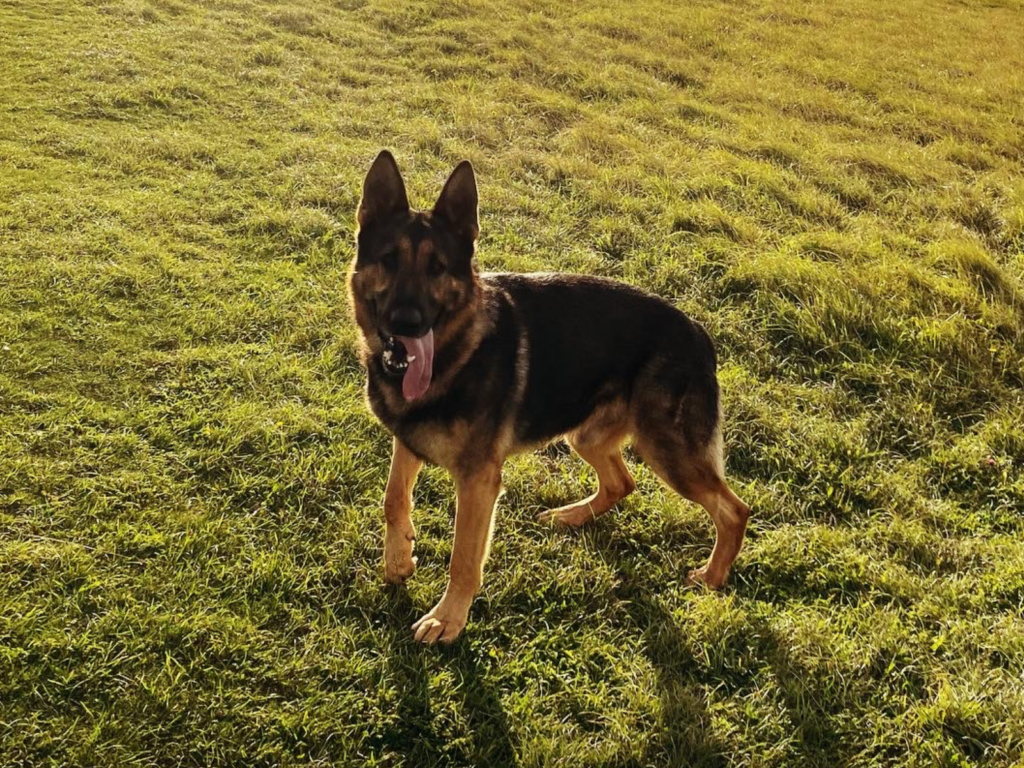 Retired police dog Rogue