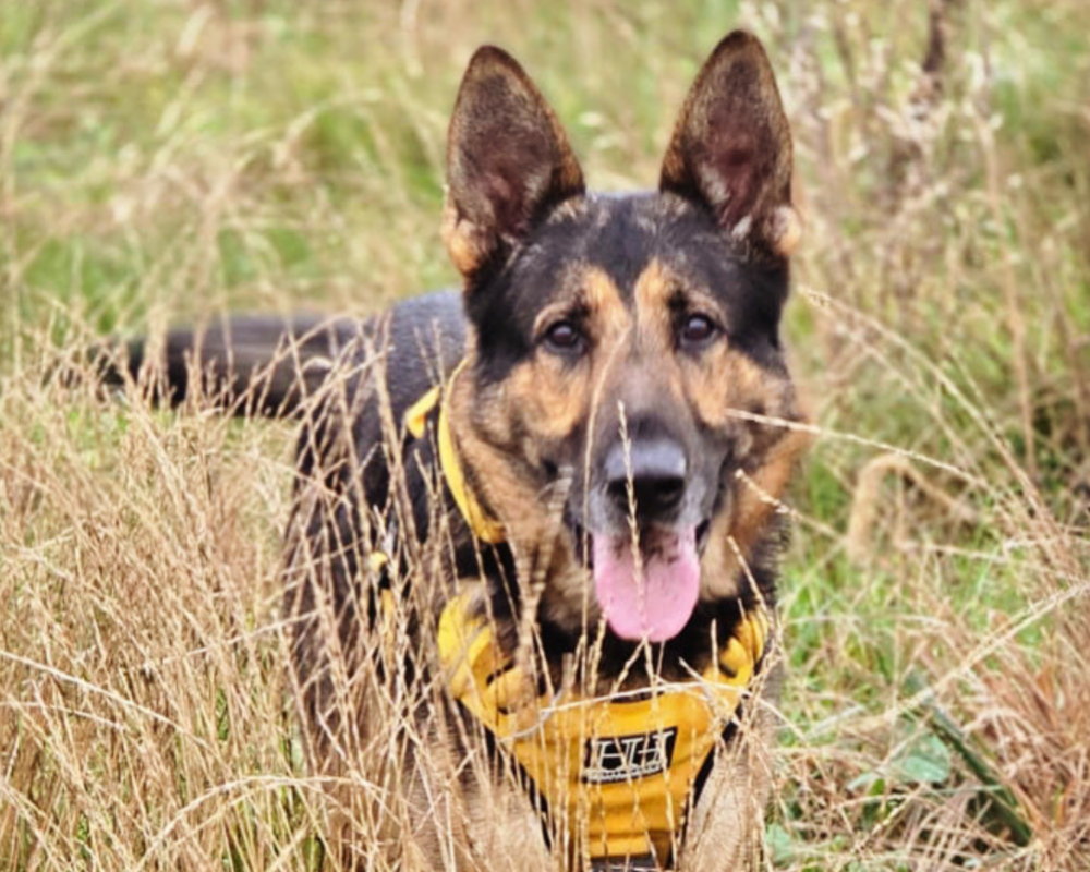 Retired police dog Rogue on a walk