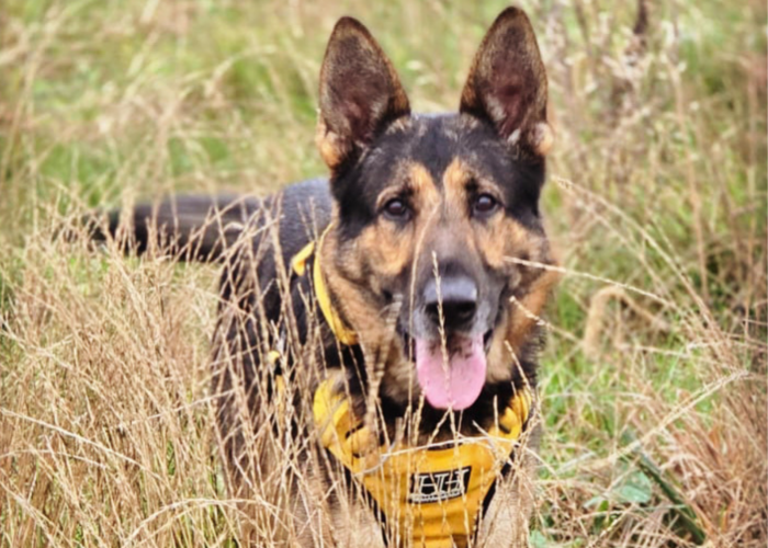 Retired police dog Rogue on a walk