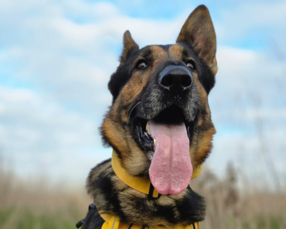 Retired police dog Rogue poses for the camera