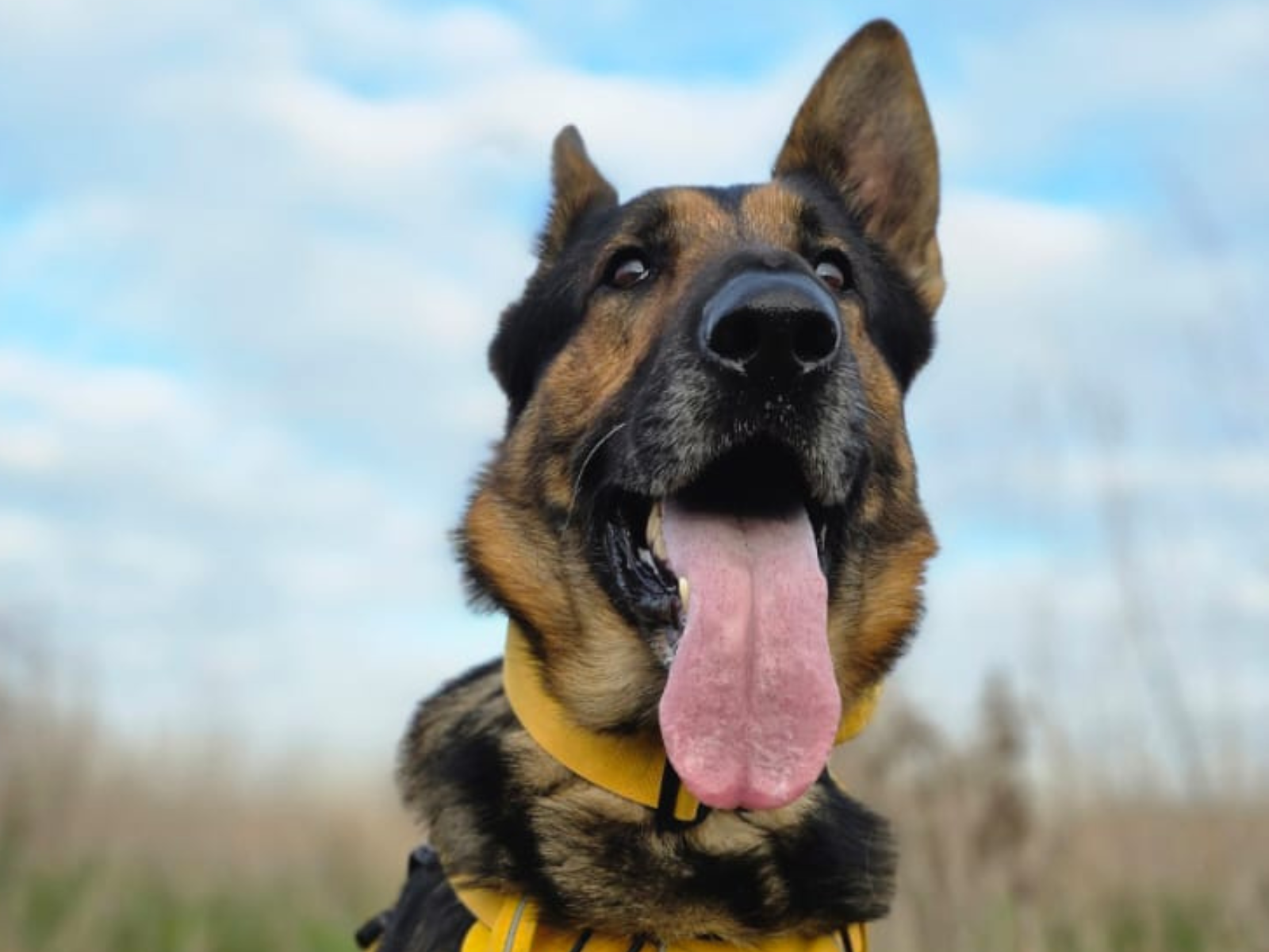 Retired police dog Rogue poses for the camera