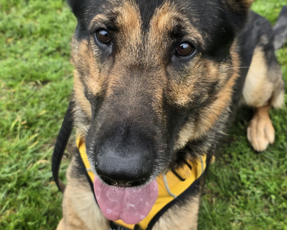 Retired police dog Rogue
