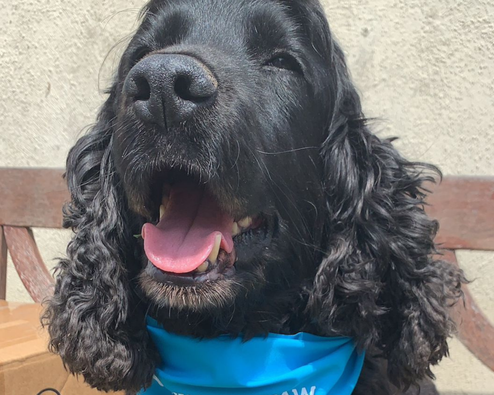 Retired police dog Ronnie