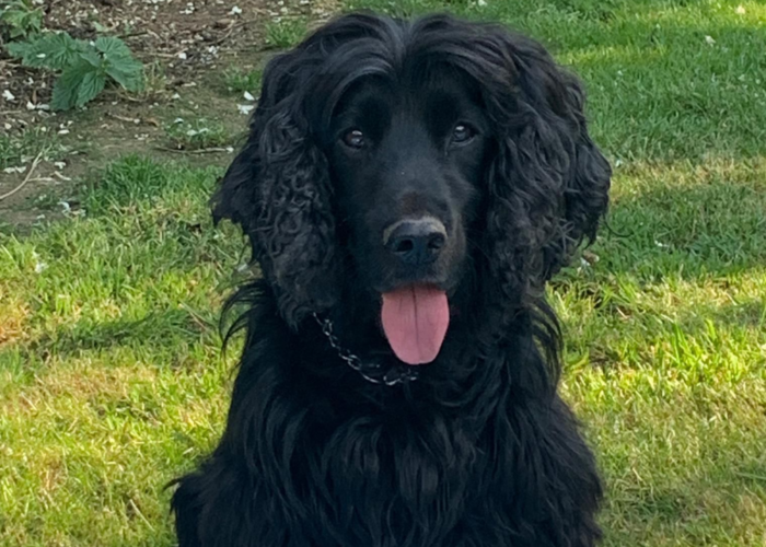Retired police dog Ronnie