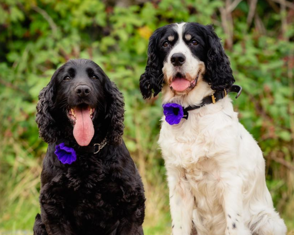 Retired police dogs Ronnie and JJ