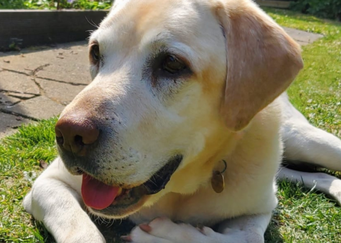 Retired police dog Shamus