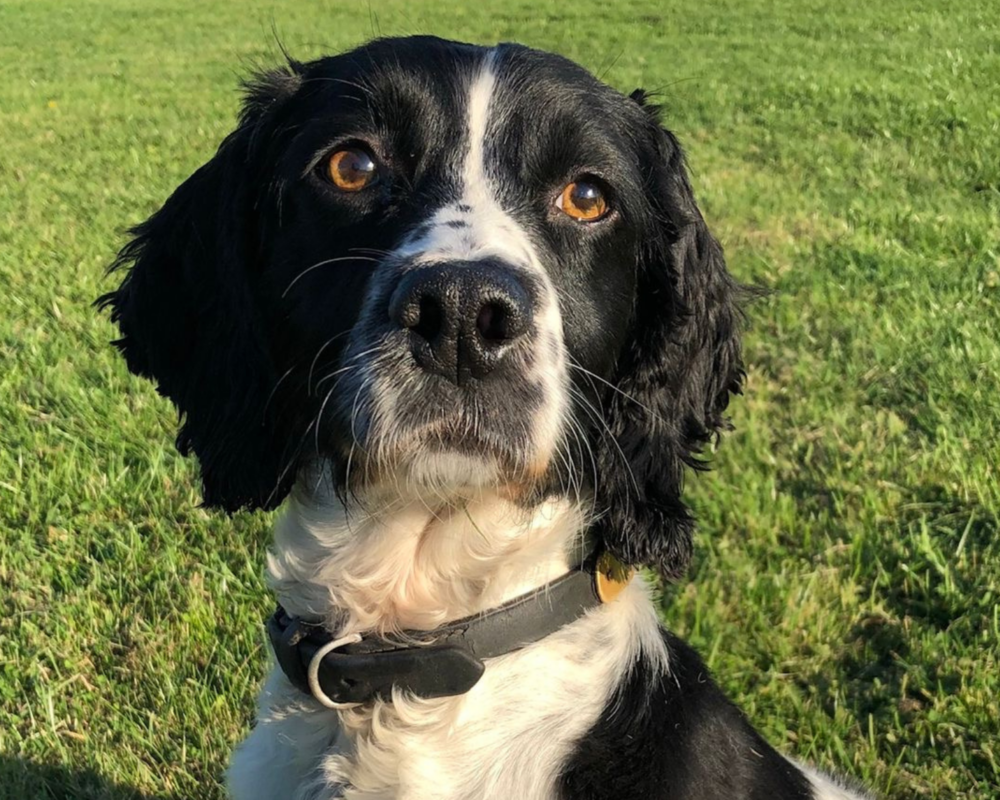 Retired police dog Sox