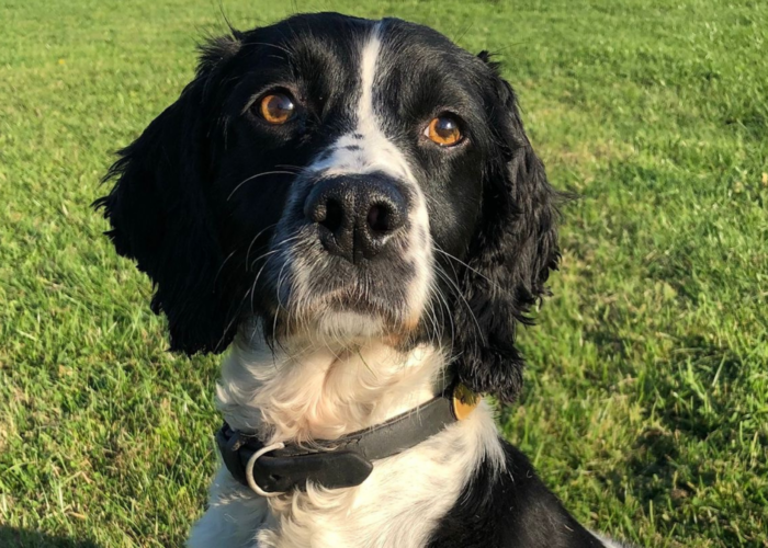 Retired police dog Sox