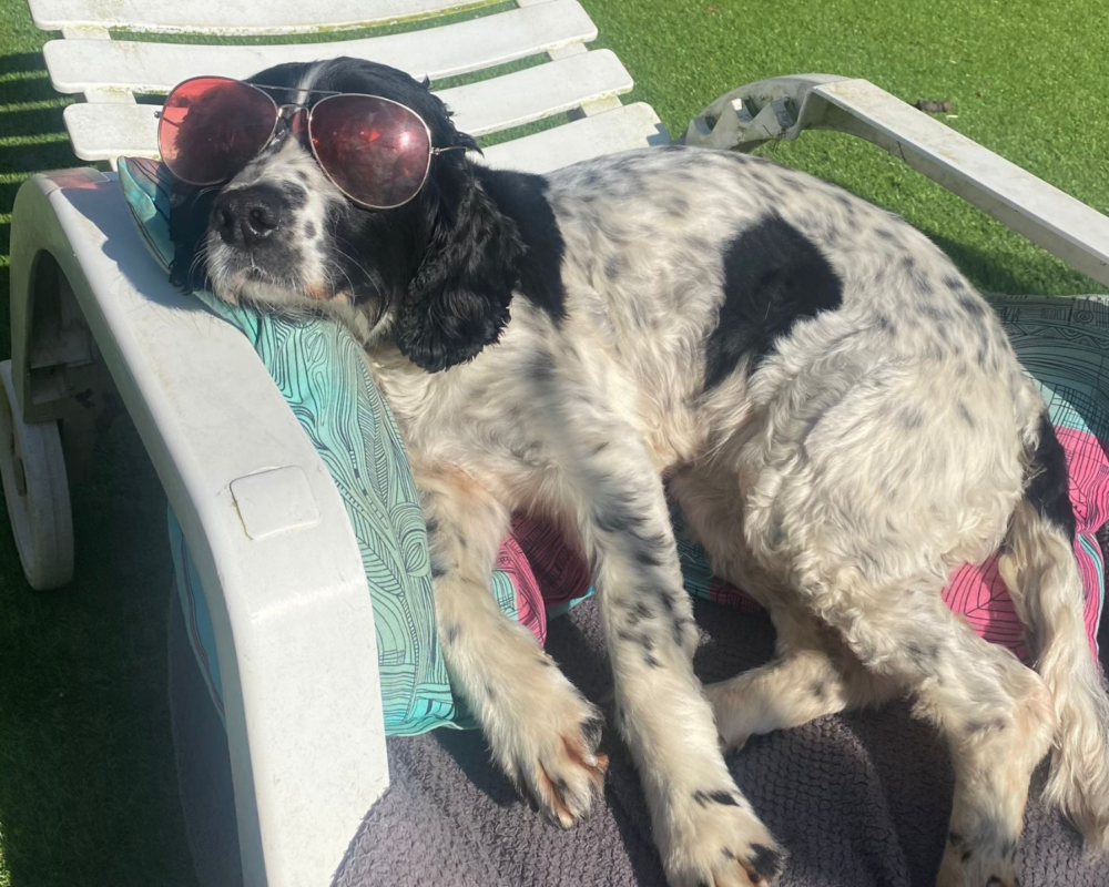 Retired police dog Sox relaxing in the sun