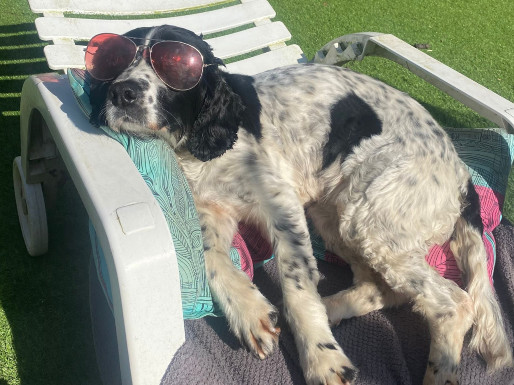 Retired police dog Sox relaxing in the sun