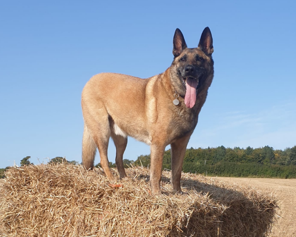 Retired police dog Tai on a walk
