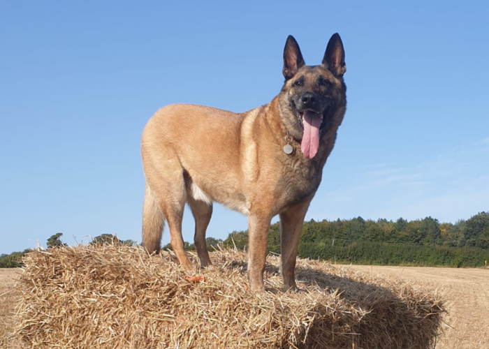 Retired police dog Tai on a walk